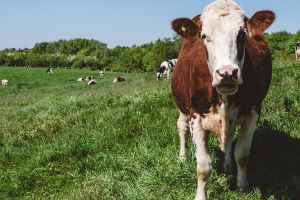 Una buena razón para comer menos carne y productos de origen animal: la ecología y el cuidado del agua