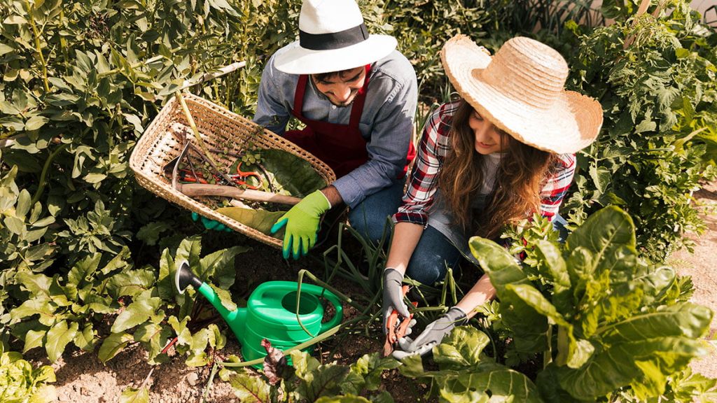 5 tips para empezar tu huerto en casa