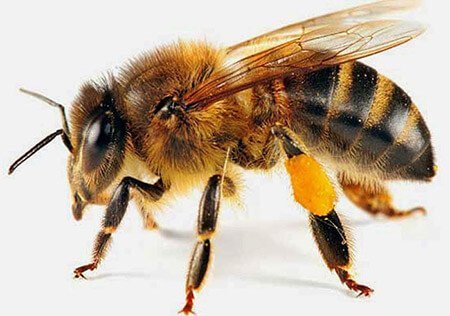 ¿Cómo sacar una abeja de casa?