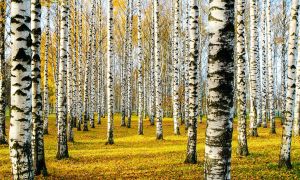 El xilitol para endulzarte la vida