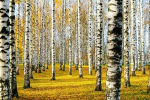 El xilitol para endulzarte la vida