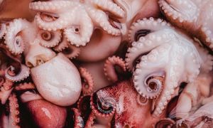 Los beneficios de comer pulpo