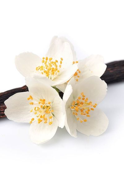 La vainilla de Papantla