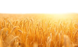 ¿Intolerancia al trigo?