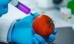 La realidad de los productos transgénicos