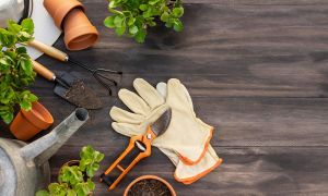 ¿Listos? Cómo iniciar nuestro huerto hidropónico.(1ra. parte)