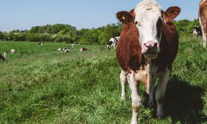 Una buena razón para comer menos carne y productos de origen animal: la ecología y el cuidado del agua