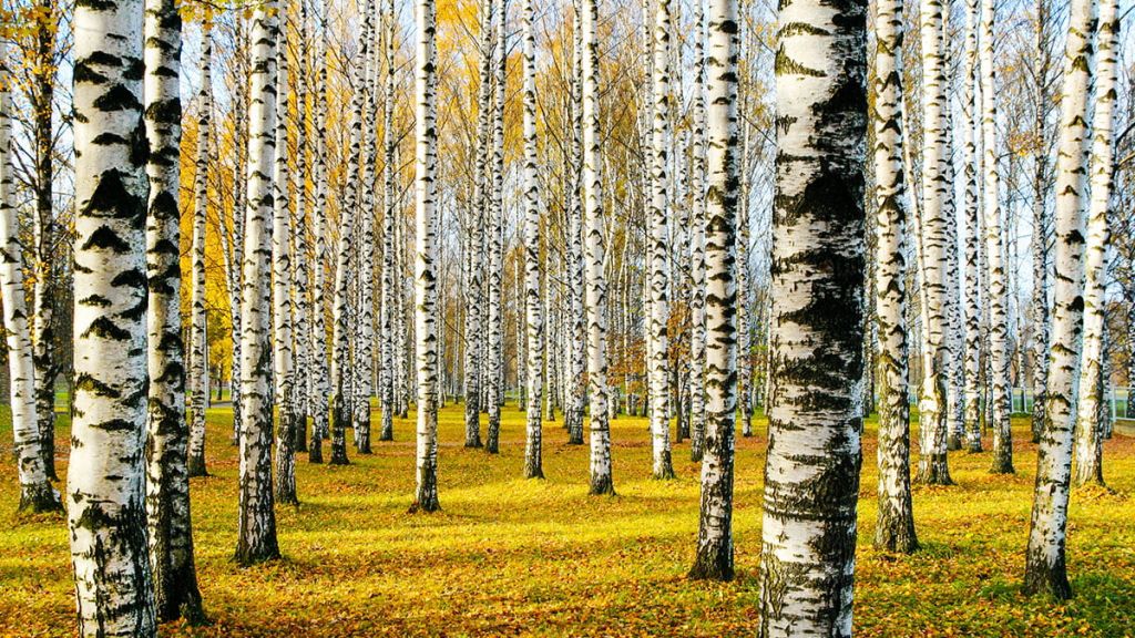 El xilitol para endulzarte la vida