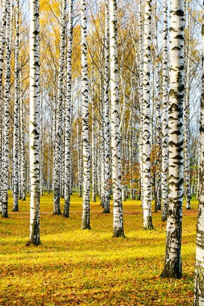 El xilitol para endulzarte la vida