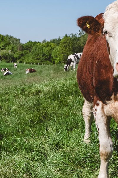 Una buena razón para comer menos carne y productos de origen animal: la ecología y el cuidado del agua
