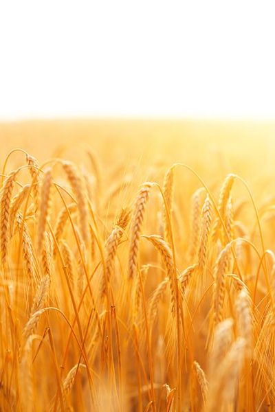 ¿Intolerancia al trigo?