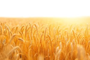 ¿Intolerancia al trigo?