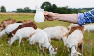 En su nombre llevan el sabor: Las “glorias”