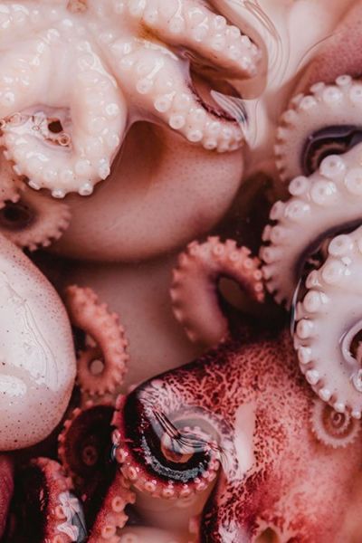 Los beneficios de comer pulpo
