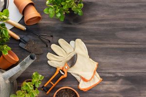 ¿Listos? Cómo iniciar nuestro huerto hidropónico.(1ra. parte)